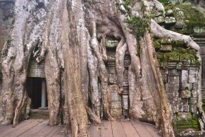 the famous root eating temple